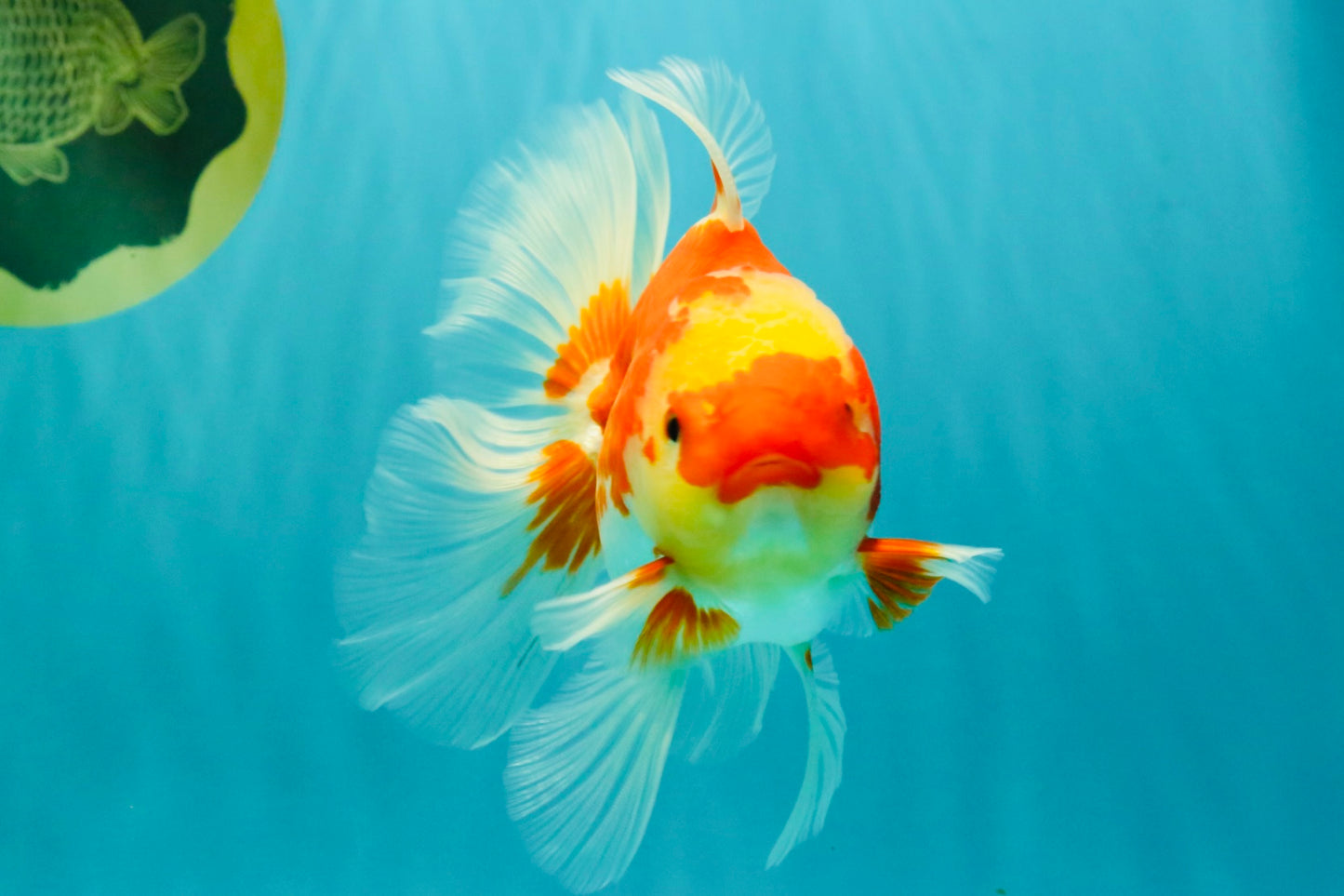 A Grade Red White Oranda Female 5.5 inches #071726OR_20