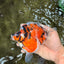 UNIQUE AAA Grade Indonesia Tiger Ryukin Female 5.5 inches #070326RK_25