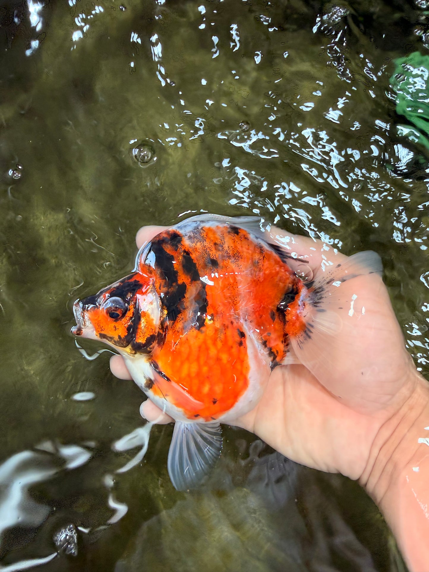 UNIQUE AAA Grade Indonesia Tiger Ryukin Female 5.5 inches #070326RK_25