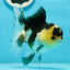 AAA Grade Panda Oranda Female 5.5 inches #1004OR_33