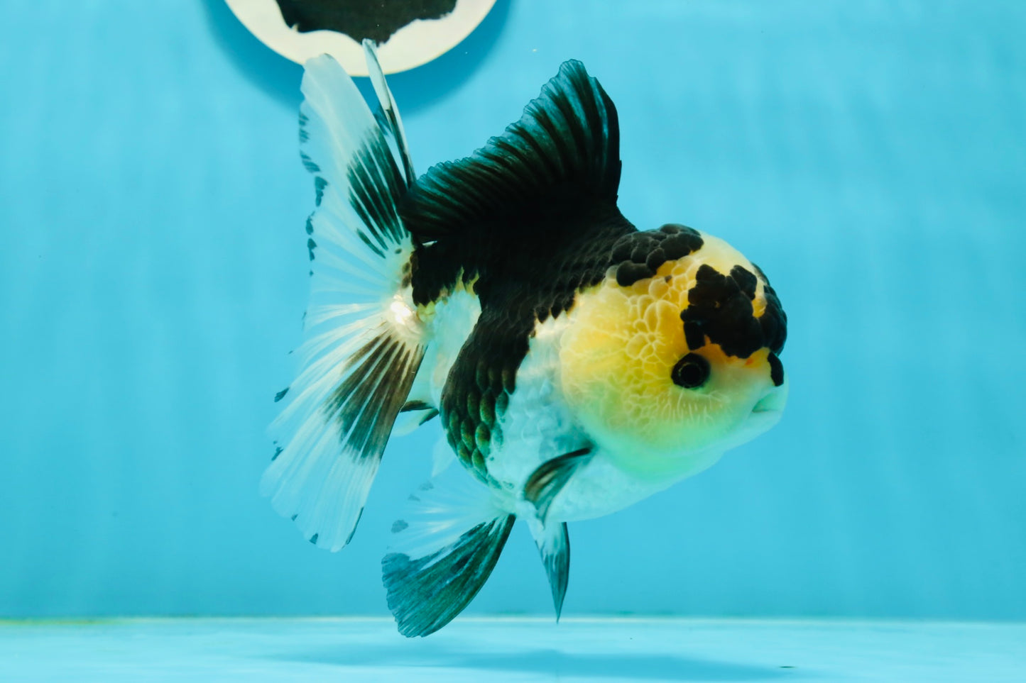 AAA Grade Panda Oranda Female 5.5 inches #1004OR_33