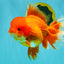 JUMBO A Grade Red White Oranda Female 7.5 inches #032026OR_02