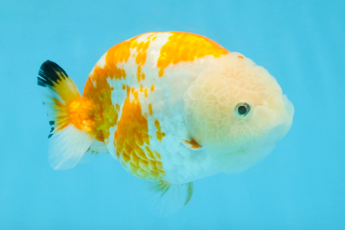 CHUBBY AAA Grade Kohaku Sakura LionQueen 4.5 inches #112825LC_01