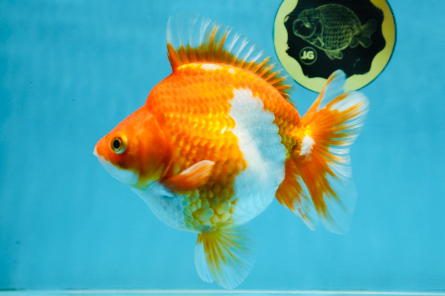 A Grade Red White Ryukin Female 5.5 inches #111425RK_05