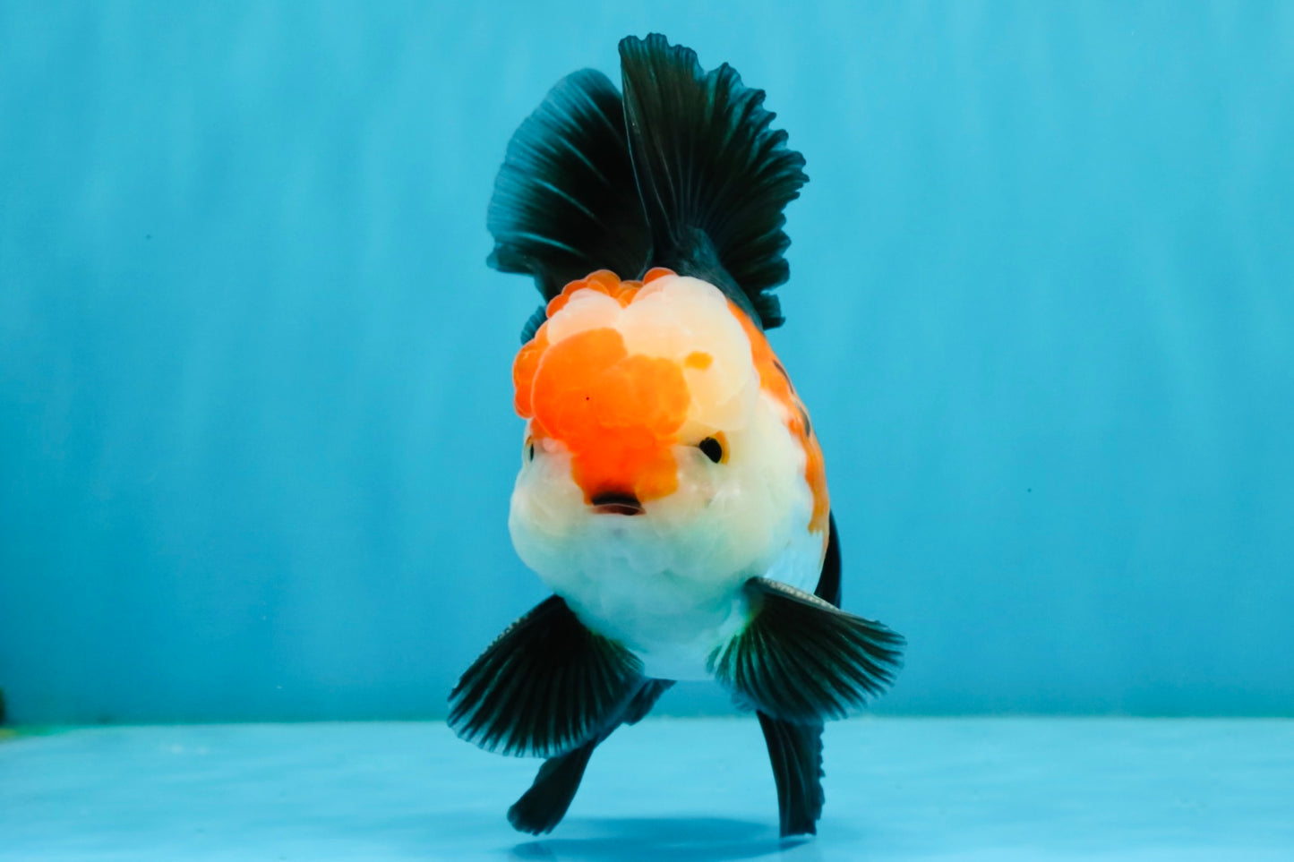 A Grade Tricolor Oranda Male 5-5.5  inches #032726OR_12