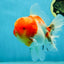 AAA Grade Godzilla Kohaku Sakura Oranda Male 5-5.5 inches #050925OR_56
