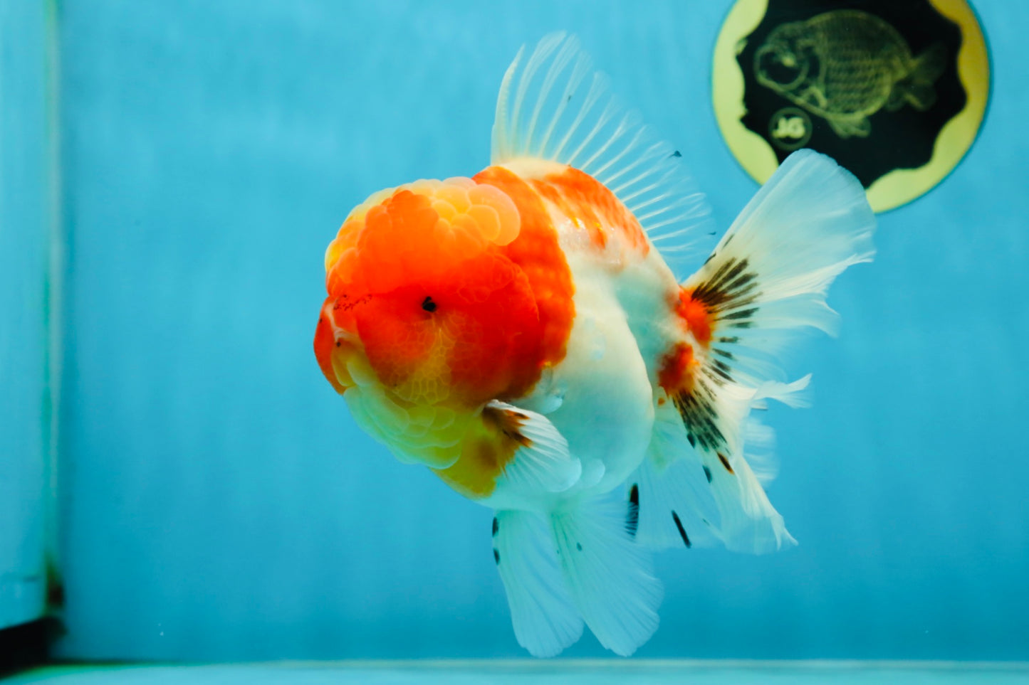 AAA Grade Godzilla Kohaku Sakura Oranda Male 5-5.5 inches #050925OR_56