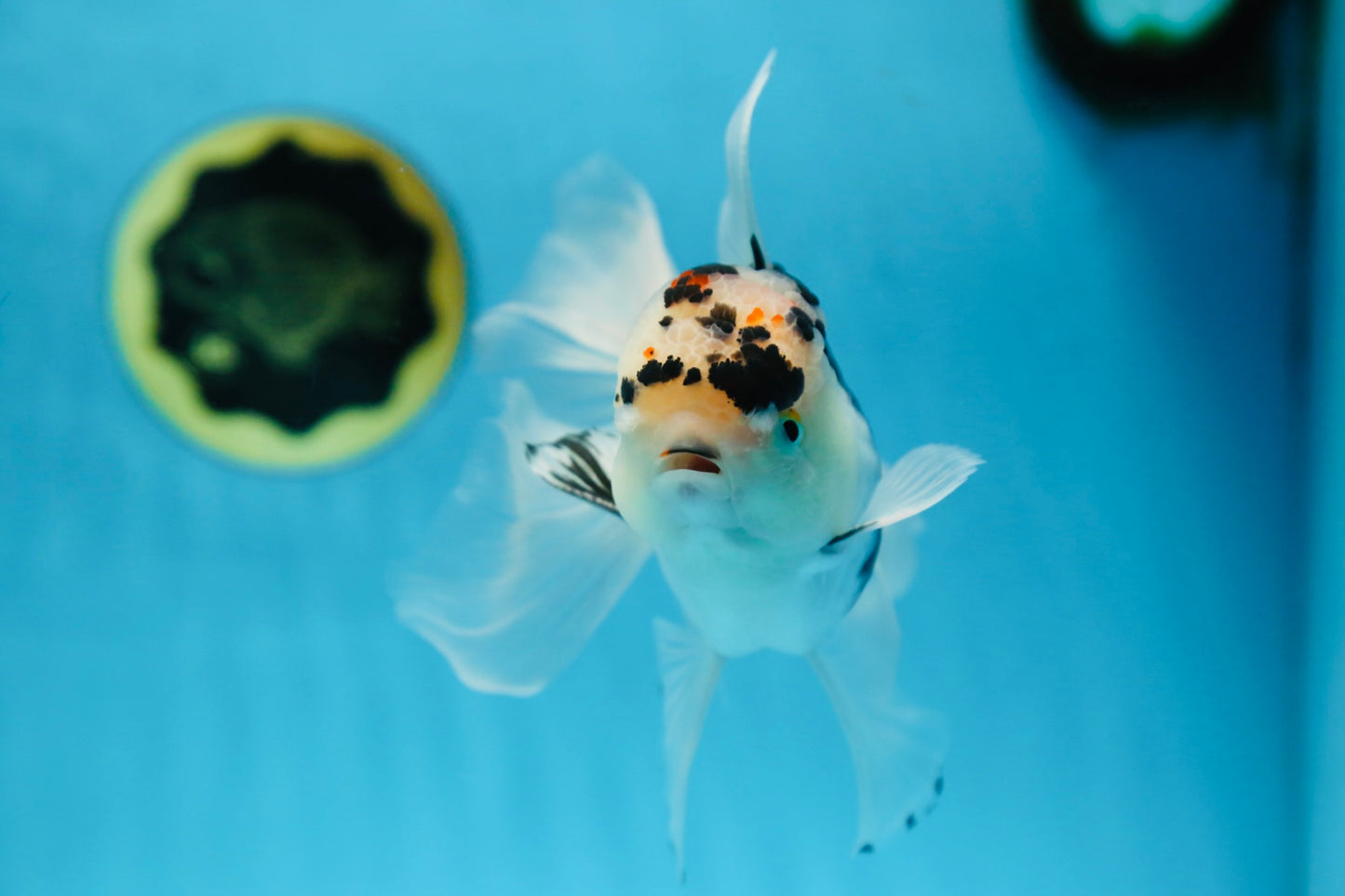 A Grade SPECIAL Panda Oranda Male 6 inches #090525OR_14
