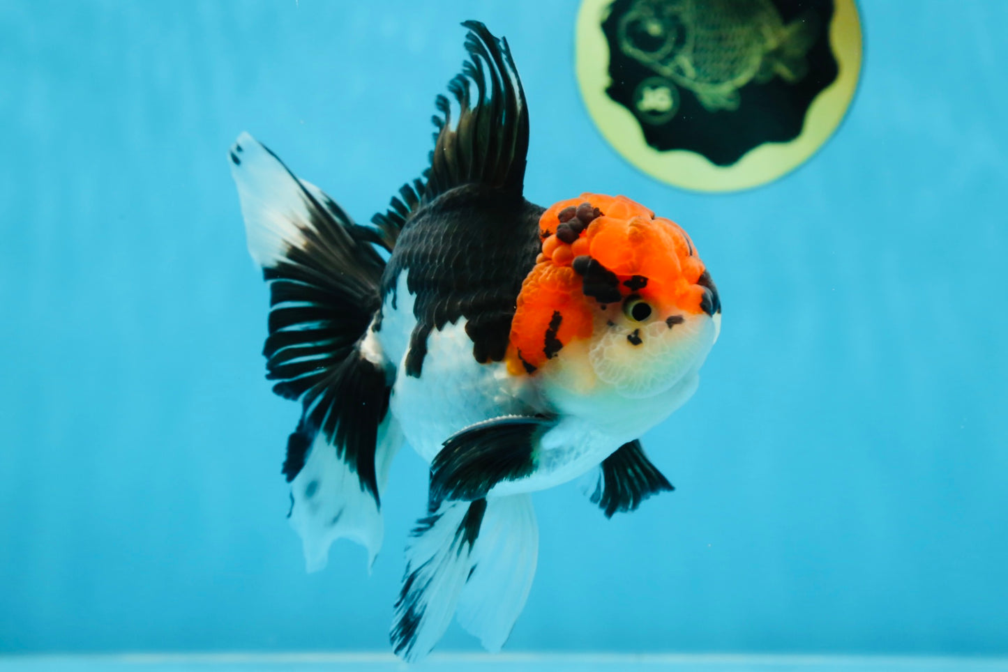 AAA Grade Mustache Tricolor Oranda Male 5.5 inches #020725OR_33