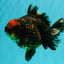 CHUNKY A Grade Tiger Yuanbao Female 5-5.5 inches #091826YB_10