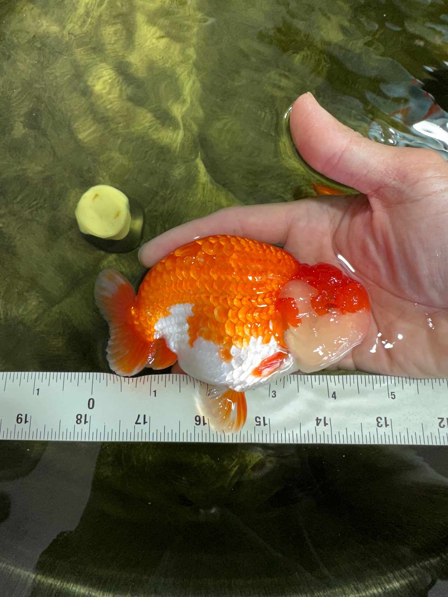 AAA Grade TOP Red White LionQueen 4.5 inches #051625LC_38