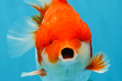 A Grade Red White Yuanbao Male 5-5.5 inches #101725YB_25