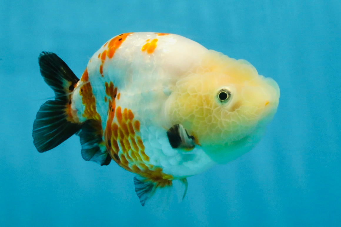 Sakura Chinese Ranchu Female 4.5 inches #121225RC_05