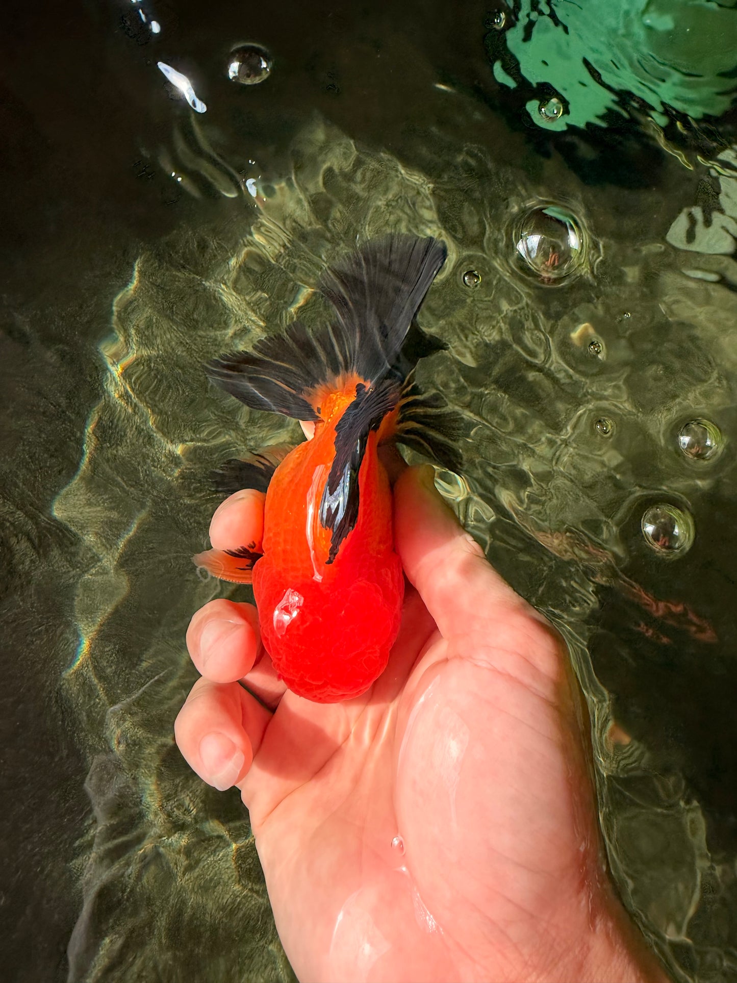Apache Oranda Male 4.5 inches #032726OR_10
