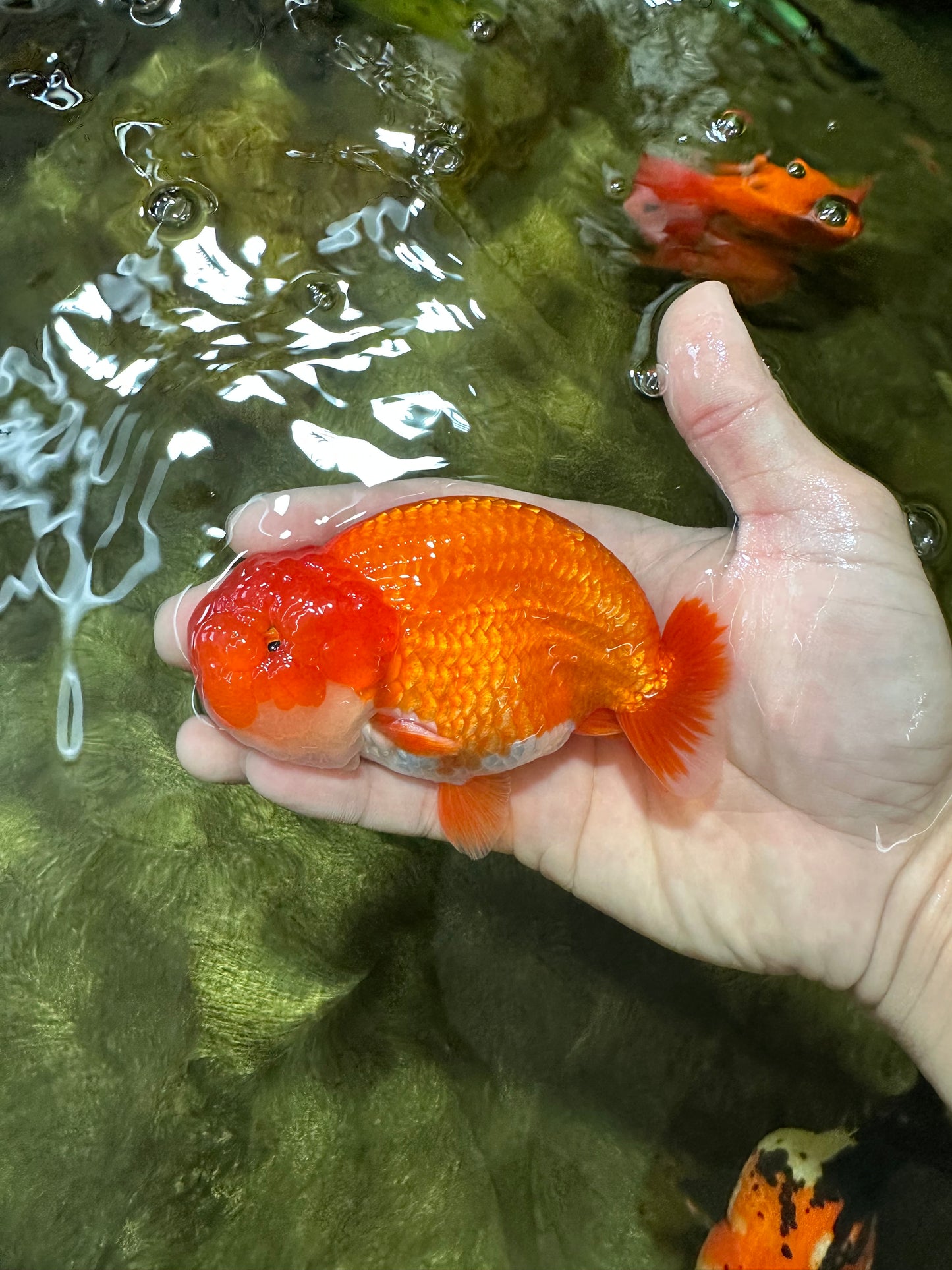 AAA Grade Red White LionKing 4.5  inches #053025LC_13