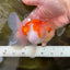 AAA Grade Godzilla Sakura Oranda Male 5 inches #052325OR_09