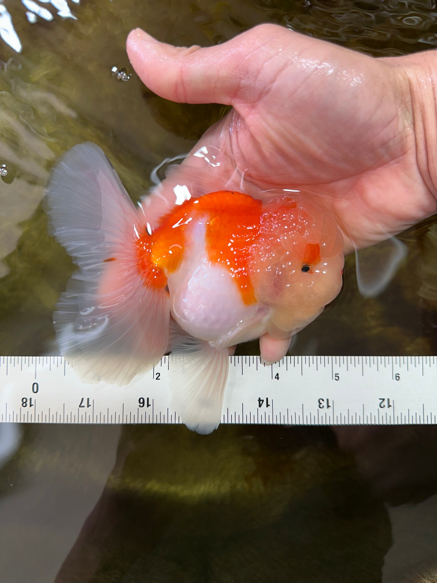 AAA Grade Godzilla Sakura Oranda Male 5 inches #052325OR_09