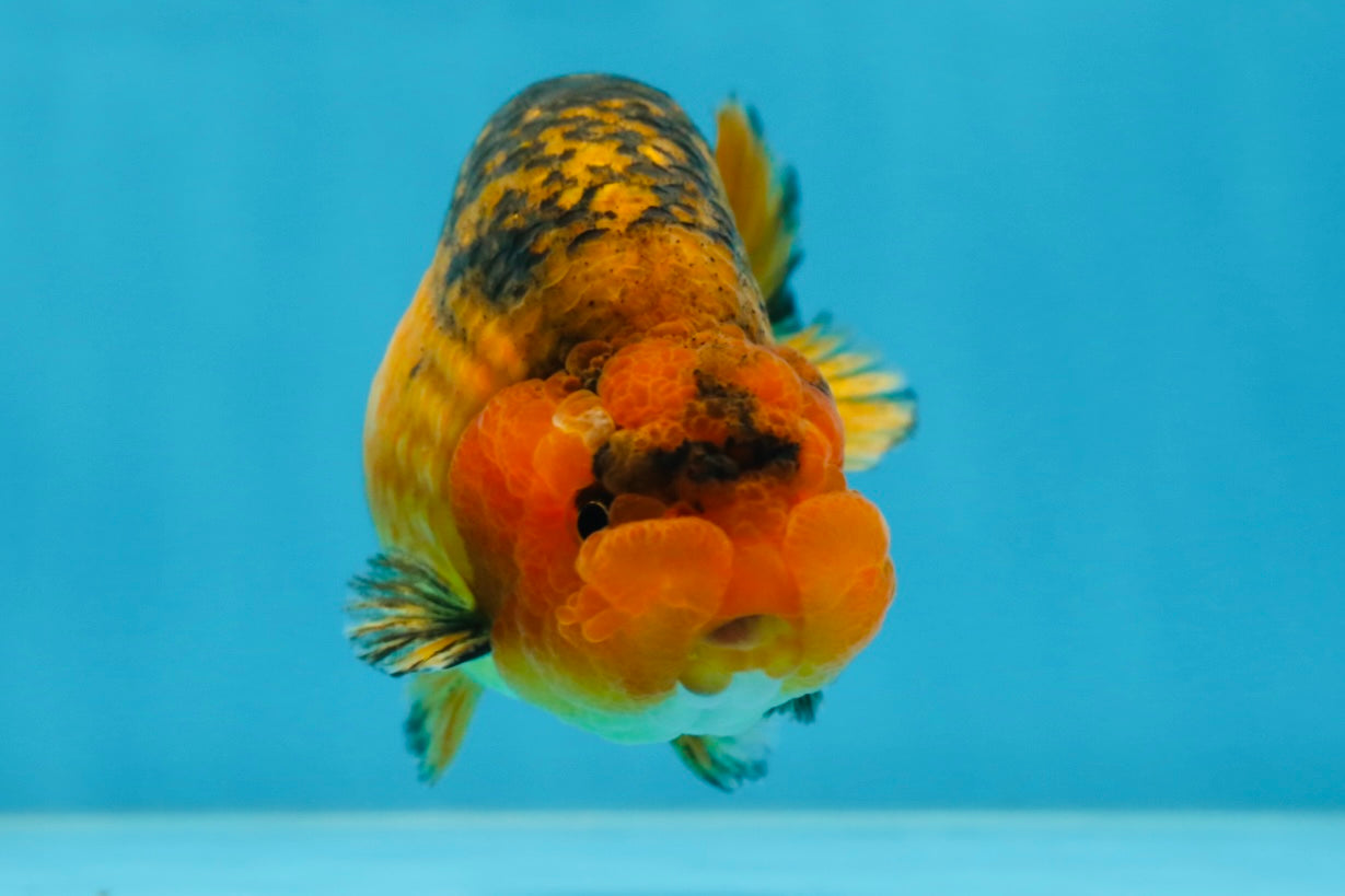 A Grade CHONKY Apache LionKing 4.5 inches #062025LC_06