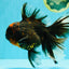 CHONKY A Grade Tiger Oranda Male 7 inches #082126OR_16