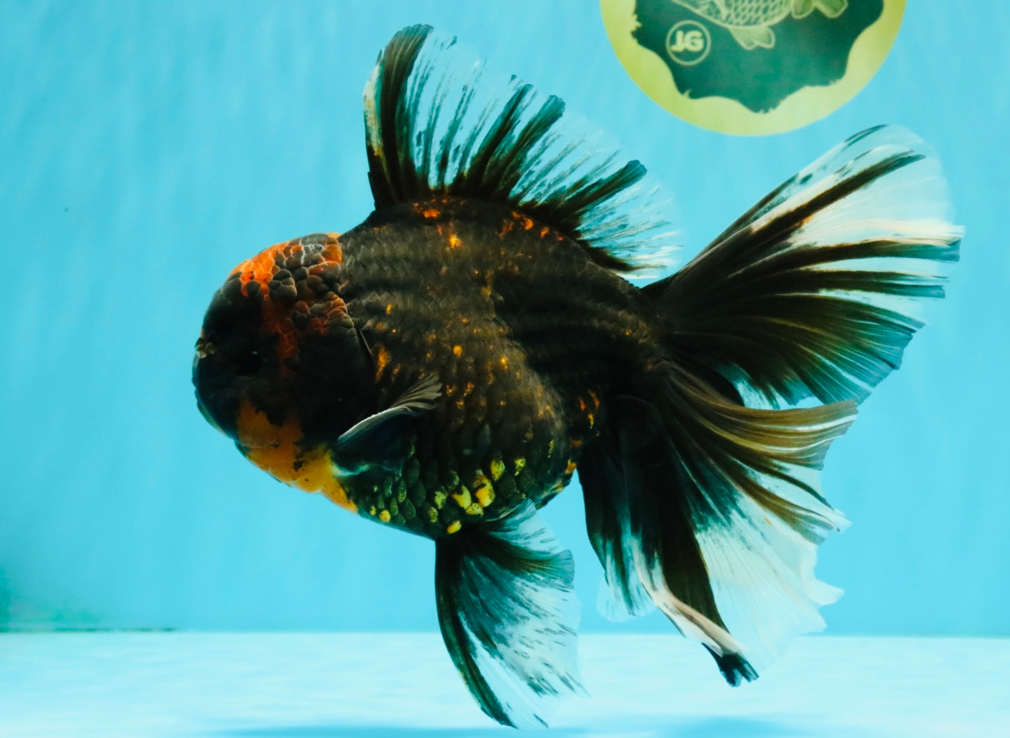 CHONKY A Grade Tiger Oranda Male 7 inches #082126OR_16