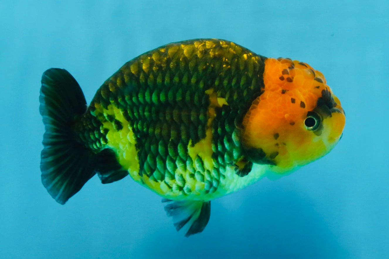 A Grade Chinese Apache Ranchu 4.5-5 inches #110725RC_12