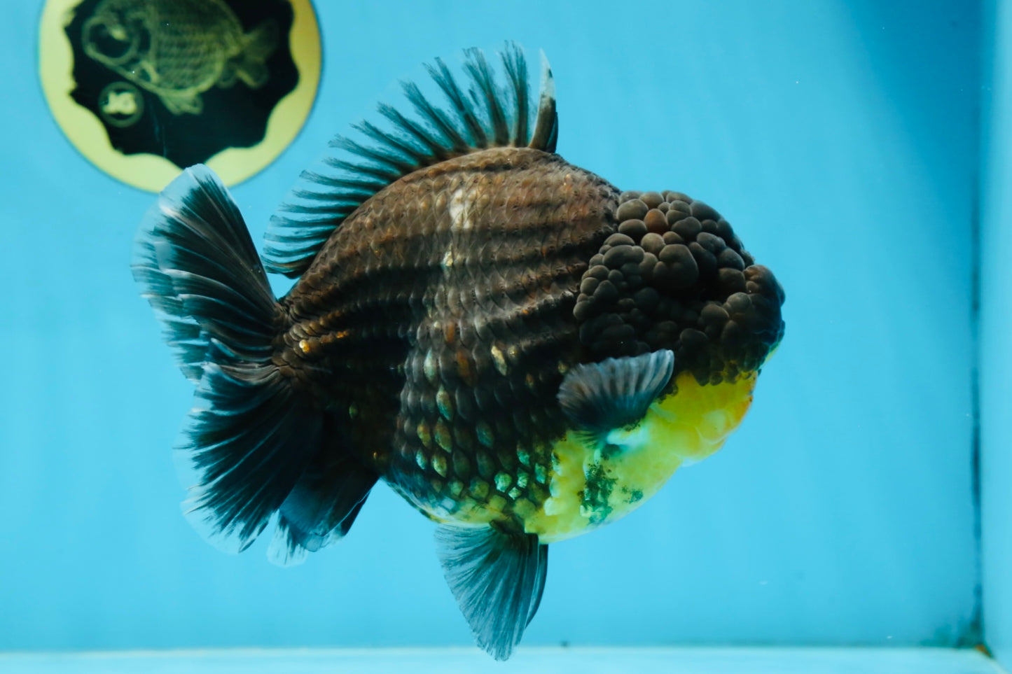 SHOW GRADE Godzilla Kirin Yuanbao Male 5.5 inches #062025YB_999