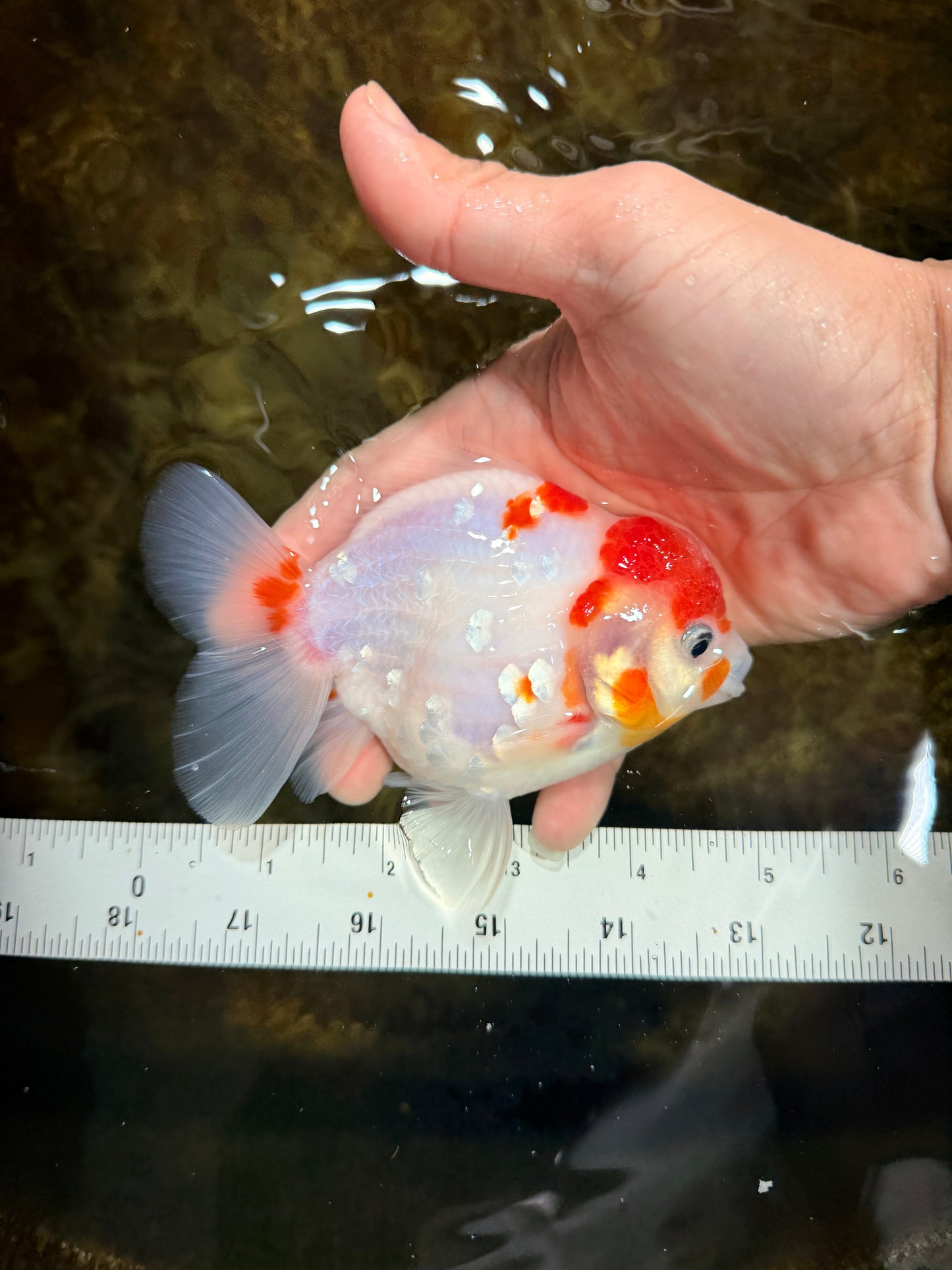 FANCY A Grade Kohaku Sakura Yuanbao Male 4.5-5 inches #112825YB_19