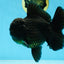 AAA Grade VERY SPECIAL Godzilla Black Oranda Male 5-5.5 inches #051625OR_18
