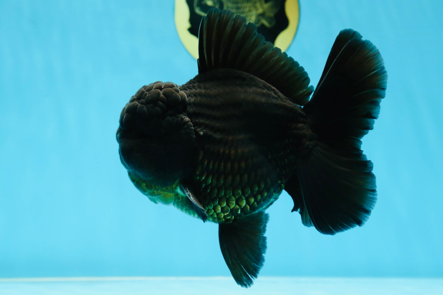 AAA Grade VERY SPECIAL Godzilla Black Oranda Male 5-5.5 inches #051625OR_18