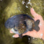 UNIQUE Black Blue Ranchu Male 5.5 inches #100226RC_24