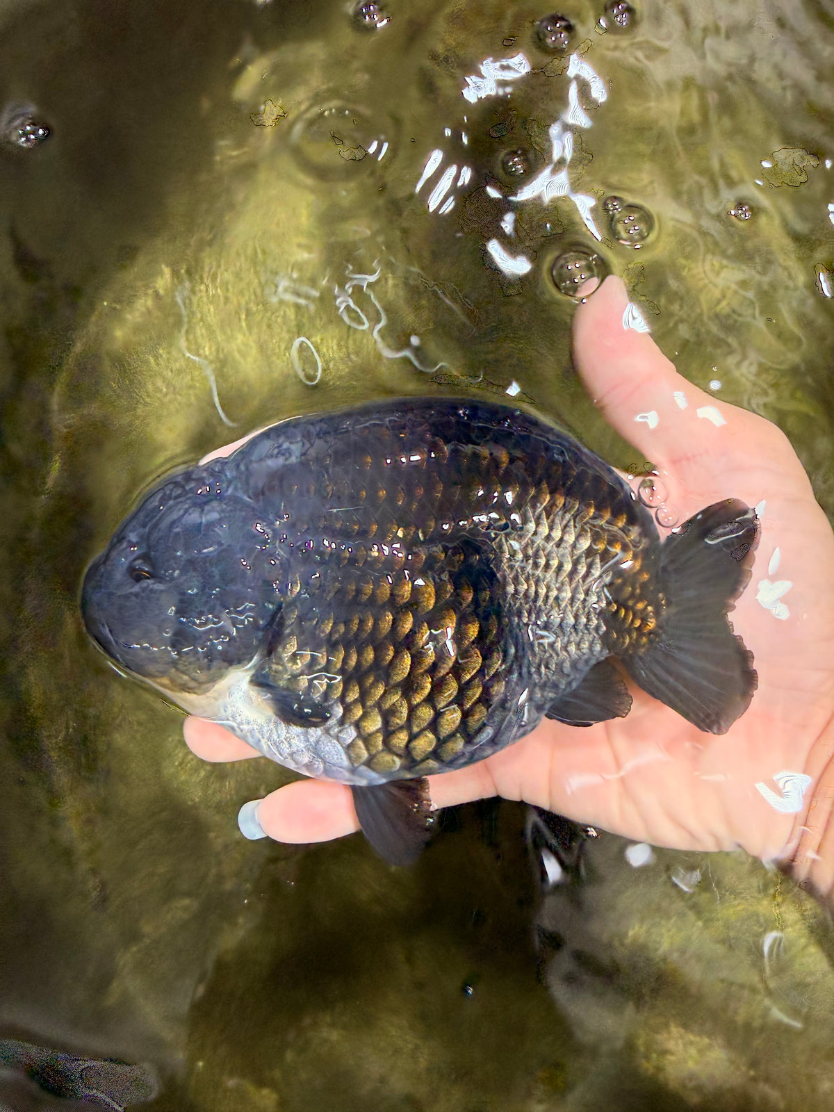 UNIQUE Black Blue Ranchu Male 5.5 inches #100226RC_24