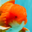 CHONKY AAA Grade Red White Oranda Male 4.5-5 inches #062626OR_37