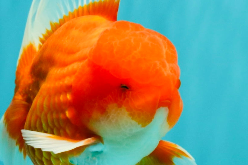 CHONKY AAA Grade Red White Oranda Male 4.5-5 inches #062626OR_37