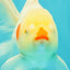 A Grade Lipsticks Red White Oranda Male 6 inches #101626OR_04