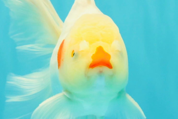 A Grade Lipsticks Red White Oranda Male 6 inches #101626OR_04