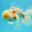 AAA Grade Red White Oranda Male 6 inches #030626OR_17