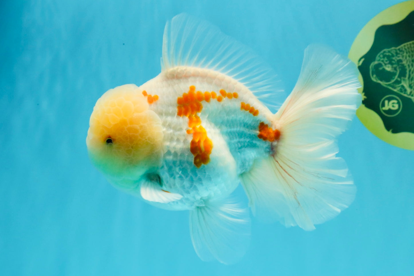 AAA Grade Red White Oranda Male 6 inches #030626OR_17