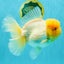 AAA Grade White Oranda Female 7-7.5 inches #032026OR_03