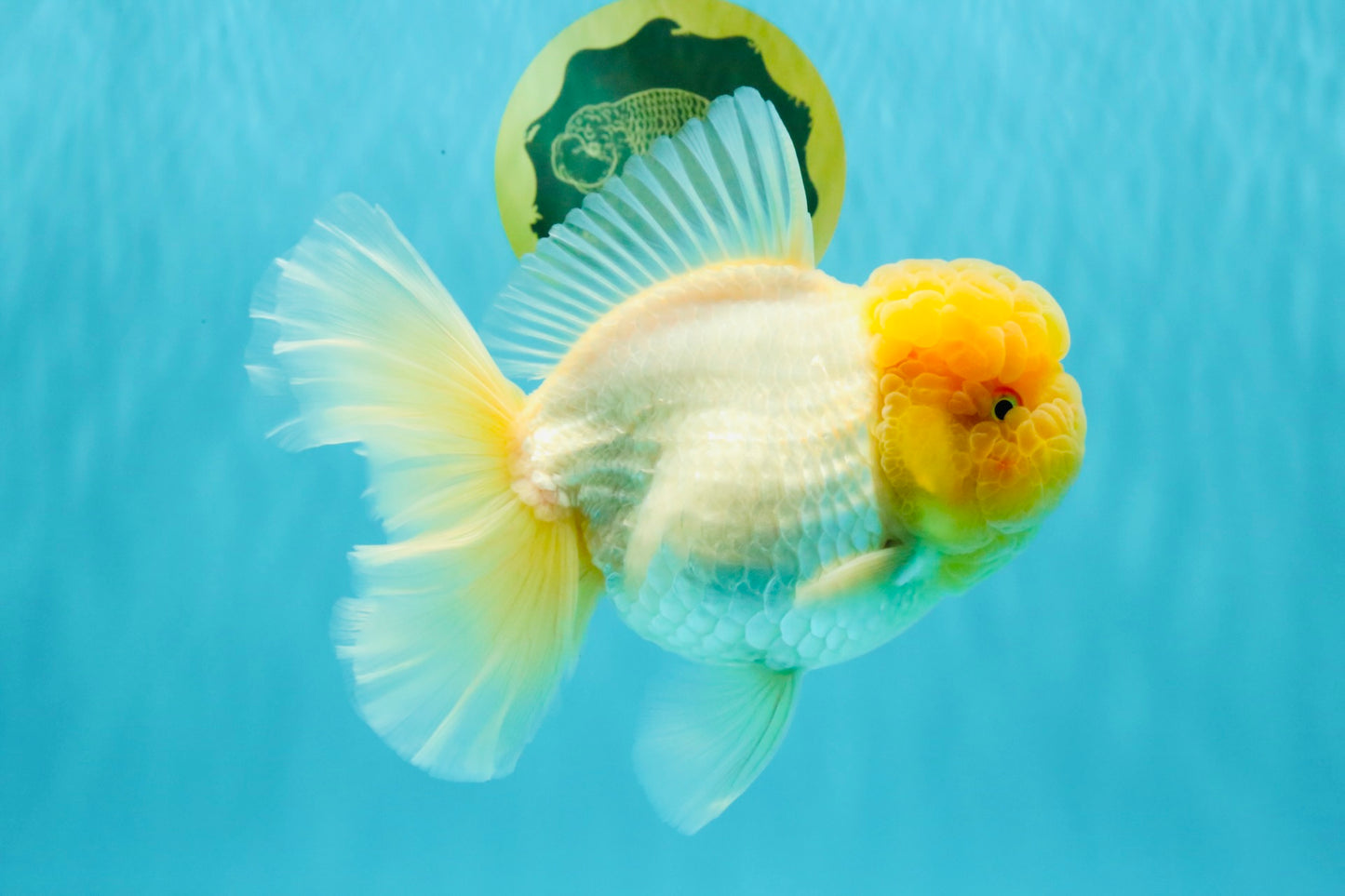 AAA Grade White Oranda Female 7-7.5 inches #032026OR_03