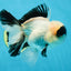A Grade Panda Oranda Male 5.5-6 inches #053025OR_15