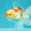 A Grade Red White Oranda Male 5.5-6 inches #082126OR_04