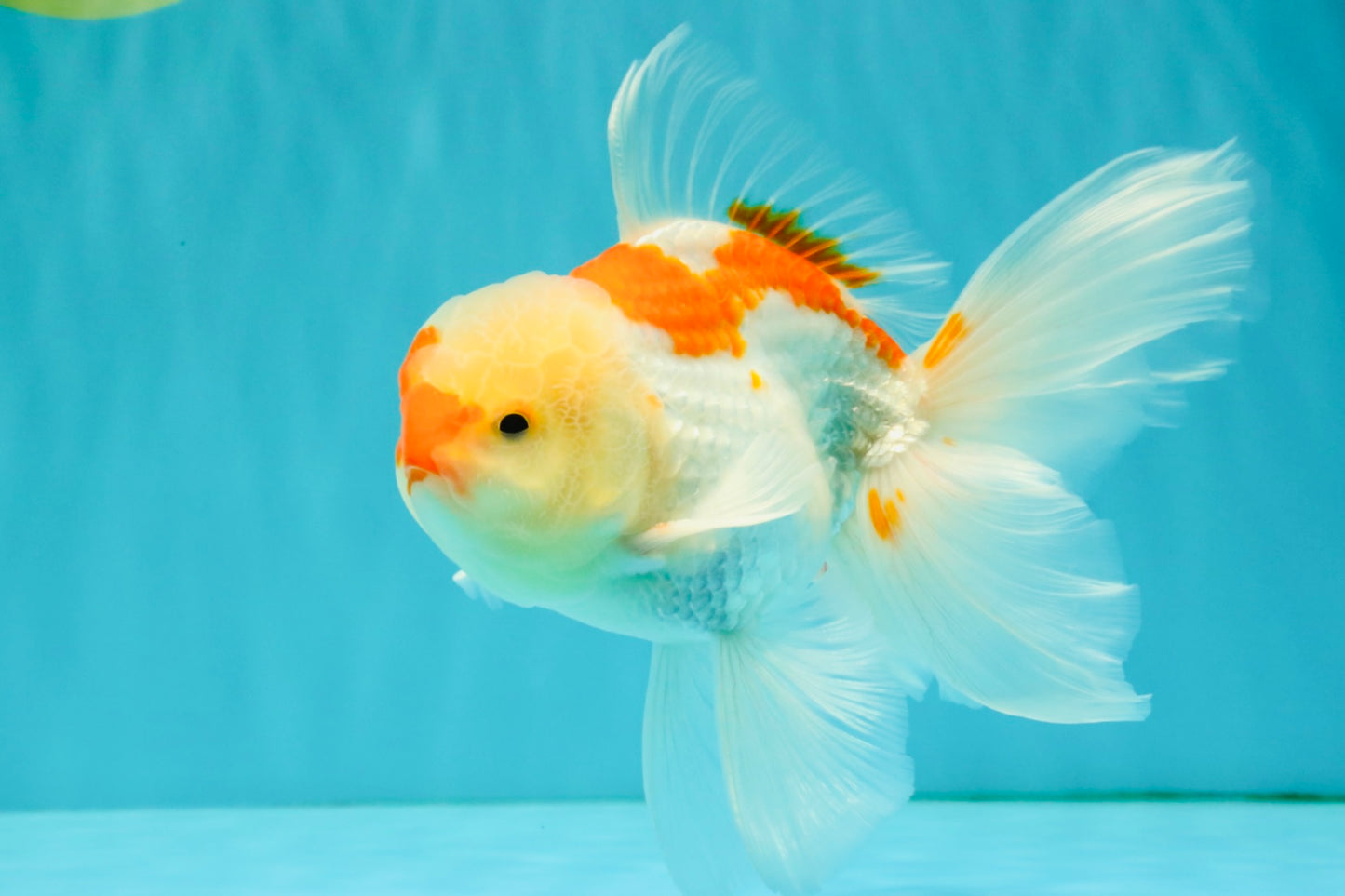 A Grade Red White Oranda Male 5.5-6 inches #082126OR_04