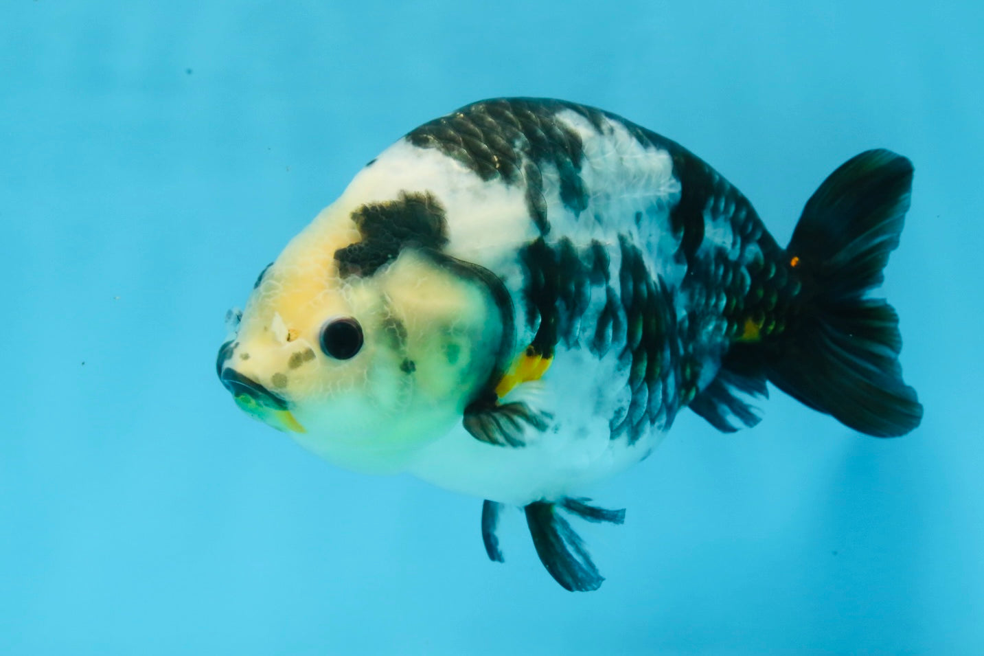 UNIQUE Ink Ranchu Female 5 inches #101725RC_15