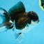 Panda Oranda Male 4.5 inches #081525OR_20