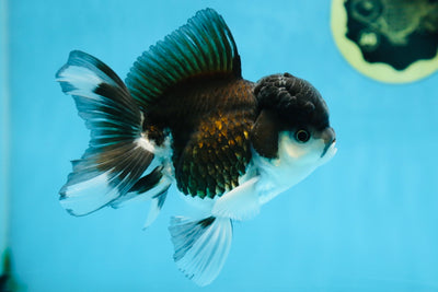 Panda Oranda Male 4.5 inches #081525OR_20