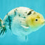UNIQUE AAA Grade Jumbo Bloodline White Tiger Ranchu Male 4.5-5 inches #071726RC_06
