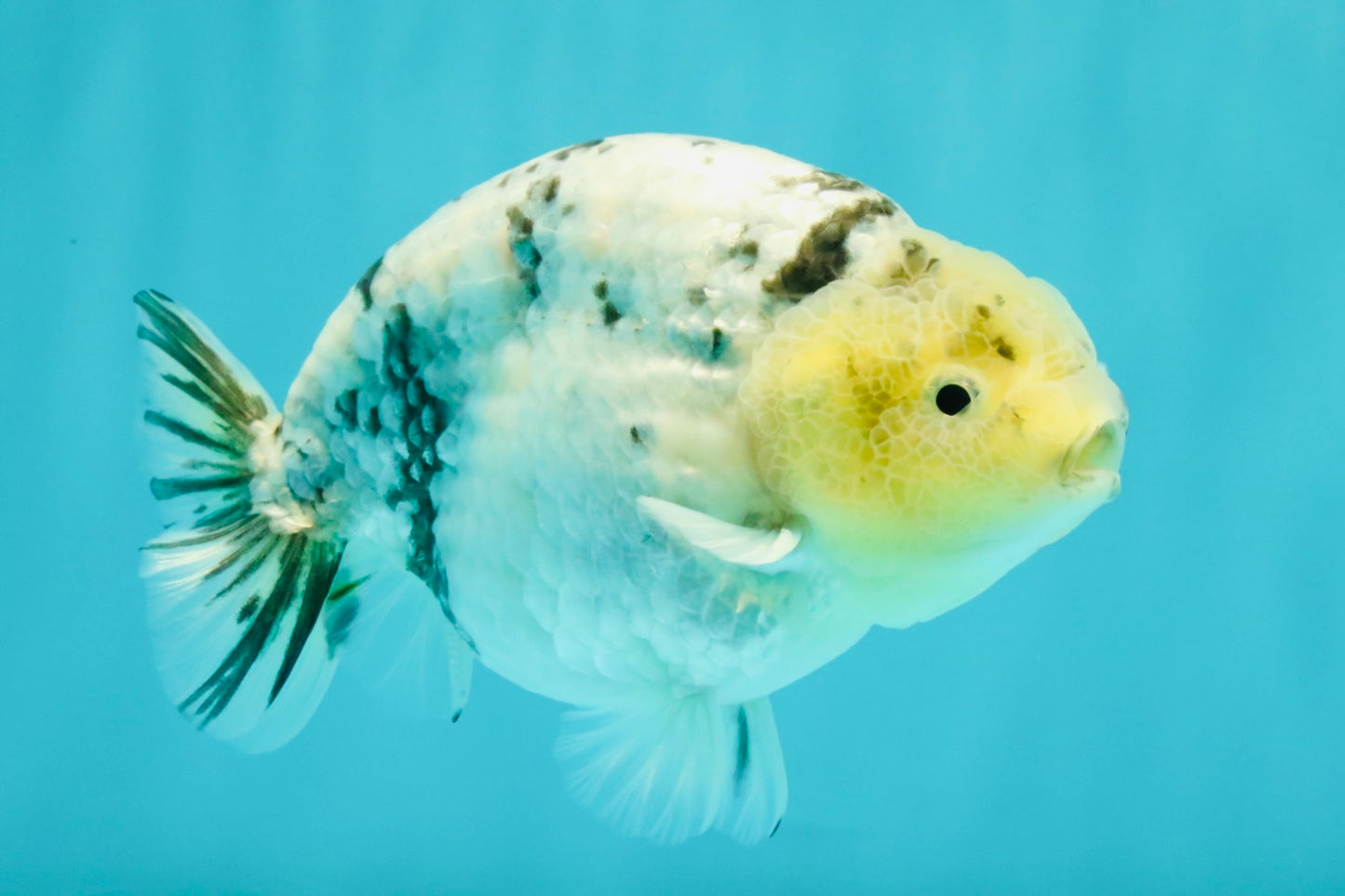 UNIQUE AAA Grade Jumbo Bloodline White Tiger Ranchu Male 4.5-5 inches #071726RC_06