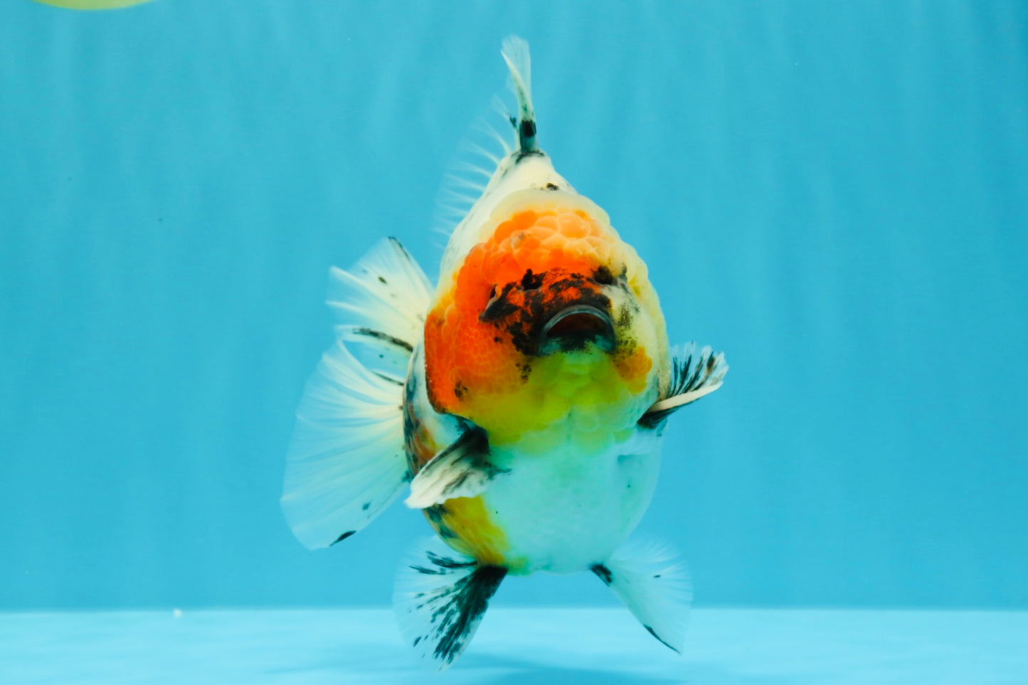 A Grade Godzilla Marble Yuanbao Male 6 inches #022726YB_03