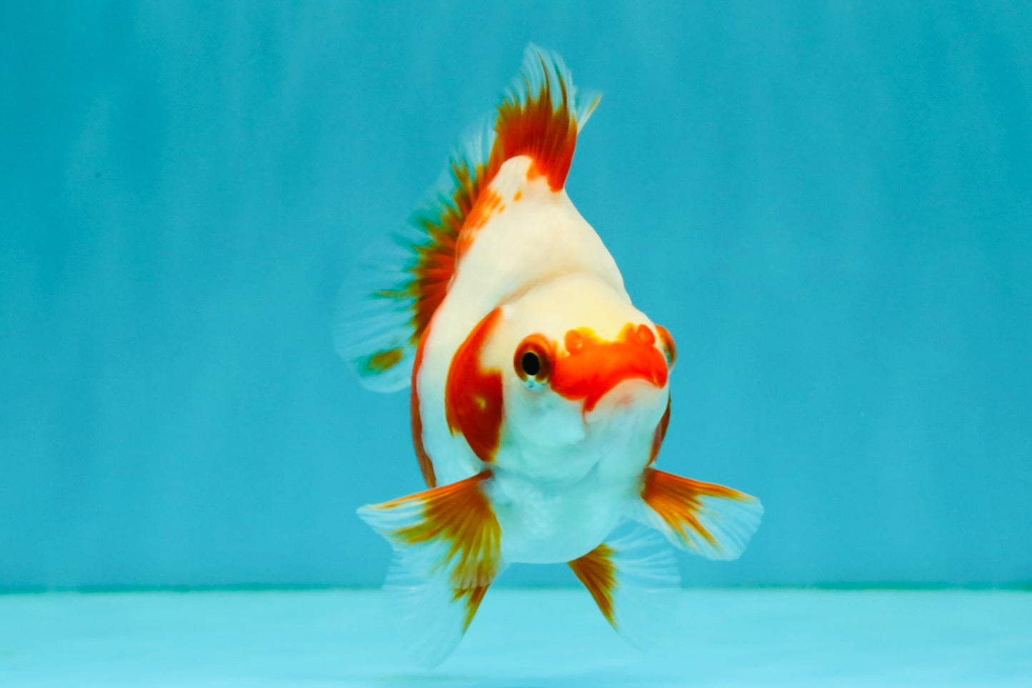 A Grade Red White Ryukin Female 4 inches #050126RK_03