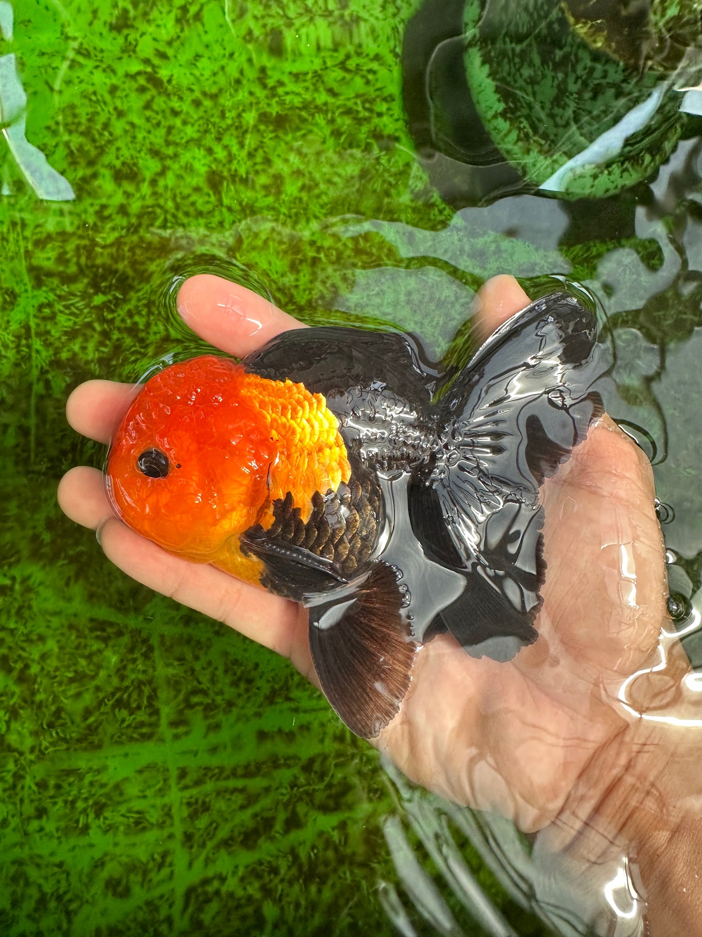 Grumpy 😡 A Grade Red Head Button Eyes Oranda Male 4.5-5 inches #1004OR_38